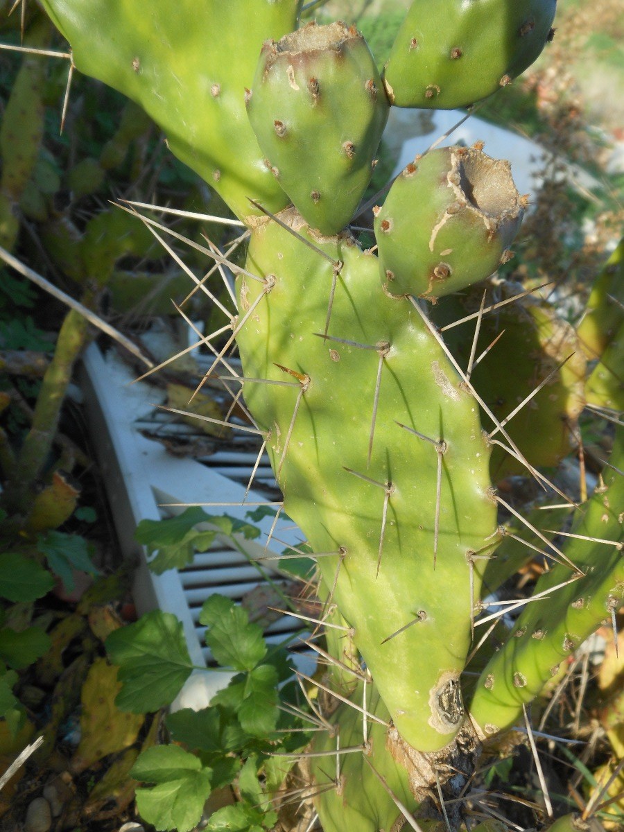 Opuntia monacantha / Fico d''India monospina